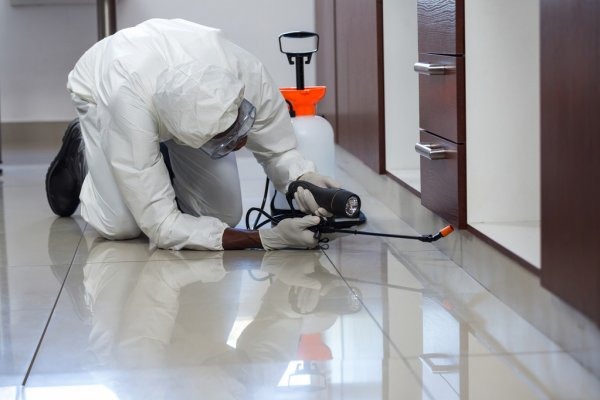 Wasp Removal Kings Langley